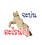 Mayom fatcat（個別スタンプ：15）