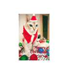 シンガプーラ 猫がいる生活（個別スタンプ：1）