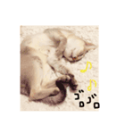 シンガプーラ 猫がいる生活（個別スタンプ：6）