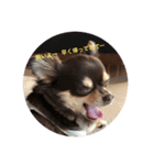 愛犬コロちゃんのスタンプです②（個別スタンプ：1）
