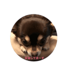 愛犬コロちゃんのスタンプです②（個別スタンプ：2）