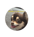 愛犬コロちゃんのスタンプです②（個別スタンプ：6）