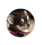 愛犬コロちゃんのスタンプです②（個別スタンプ：7）