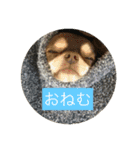 毎日うたちゃむ（個別スタンプ：1）
