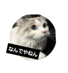 chirorutosanbikinoinu（個別スタンプ：5）
