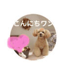 愛犬♡チワプーのSugar（個別スタンプ：1）