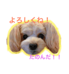 愛犬♡チワプーのSugar（個別スタンプ：3）