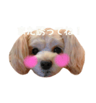 愛犬♡チワプーのSugar（個別スタンプ：4）