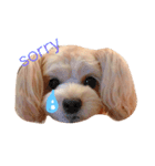愛犬♡チワプーのSugar（個別スタンプ：5）