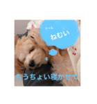 愛犬♡チワプーのSugar（個別スタンプ：6）