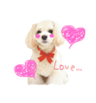 愛犬♡チワプーのSugar（個別スタンプ：7）