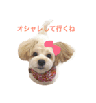 愛犬♡チワプーのSugar（個別スタンプ：8）