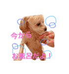 愛犬♡チワプーのSugar（個別スタンプ：10）