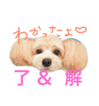 愛犬♡チワプーのSugar（個別スタンプ：11）