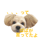 愛犬♡チワプーのSugar（個別スタンプ：12）