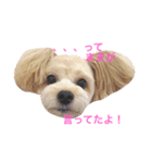 愛犬♡チワプーのSugar（個別スタンプ：13）