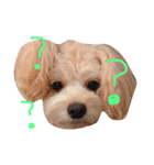 愛犬♡チワプーのSugar（個別スタンプ：14）