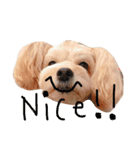 愛犬♡チワプーのSugar（個別スタンプ：16）
