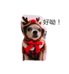 My name is Wan Wan.（個別スタンプ：1）