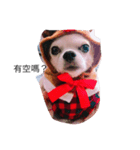 My name is Wan Wan.（個別スタンプ：2）