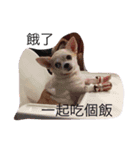 My name is Wan Wan.（個別スタンプ：5）