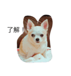 My name is Wan Wan.（個別スタンプ：7）