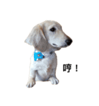 dachshund_butter（個別スタンプ：1）