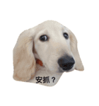 dachshund_butter（個別スタンプ：2）
