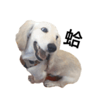 dachshund_butter（個別スタンプ：5）