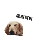 dachshund_butter（個別スタンプ：6）