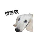 dachshund_butter（個別スタンプ：7）