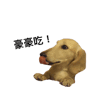 dachshund_butter（個別スタンプ：8）
