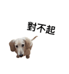 dachshund_butter（個別スタンプ：9）