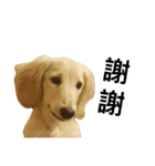 dachshund_butter（個別スタンプ：10）