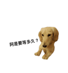 dachshund_butter（個別スタンプ：12）