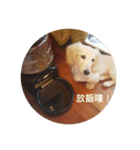 dachshund_butter（個別スタンプ：13）