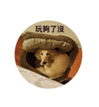 dachshund_butter（個別スタンプ：14）