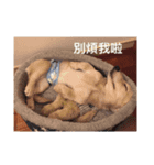 dachshund_butter（個別スタンプ：16）