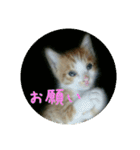 庭の、ちびにゃんこたち（個別スタンプ：3）
