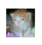 庭の、ちびにゃんこたち（個別スタンプ：4）