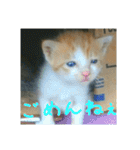 庭の、ちびにゃんこたち（個別スタンプ：5）