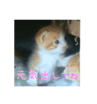 庭の、ちびにゃんこたち（個別スタンプ：6）