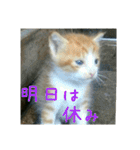 庭の、ちびにゃんこたち（個別スタンプ：7）