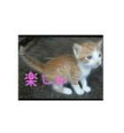 庭の、ちびにゃんこたち（個別スタンプ：8）