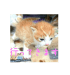 庭の、ちびにゃんこたち（個別スタンプ：9）