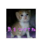 庭の、ちびにゃんこたち（個別スタンプ：10）