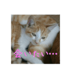 庭の、ちびにゃんこたち（個別スタンプ：11）