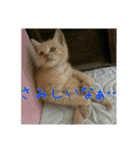 庭の、ちびにゃんこたち（個別スタンプ：12）