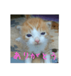 庭の、ちびにゃんこたち（個別スタンプ：14）