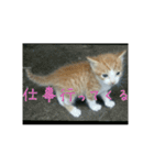 庭の、ちびにゃんこたち（個別スタンプ：16）